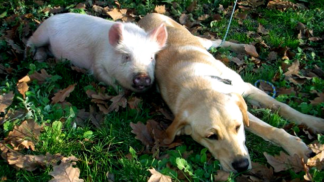 dogs with pigs