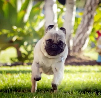 Pug Attack: Crash the Super Bowl 2011 Finalist | Life With Dogs