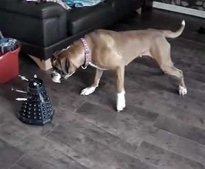boxer robot dog