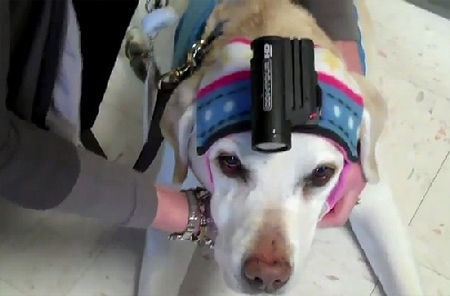 therapy-dog-cam.jpg