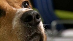 beagle brigade