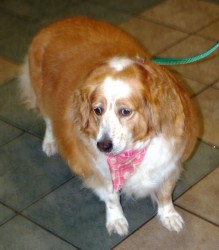 lost dog brandy is found