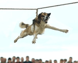 Bulgarian Dog Spinning