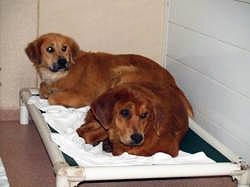 No Dog Left Behind For Delaware Valley Golden Retriever Rescue Life With Dogs