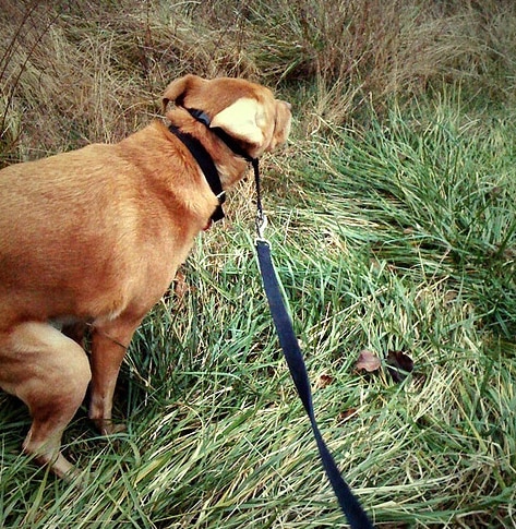 what makes a dog eat his own poop