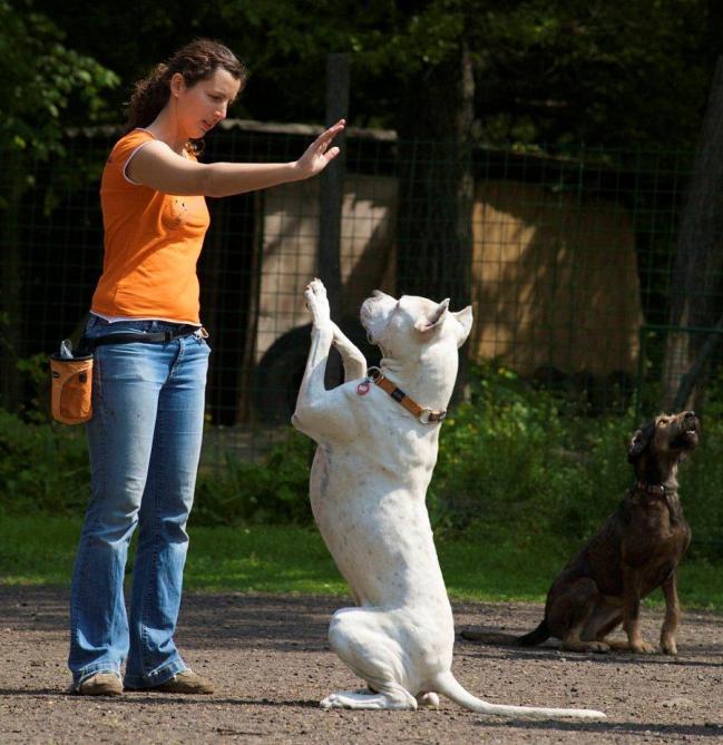 Dog Training: The Mirror Method - TLC Pet Hospital