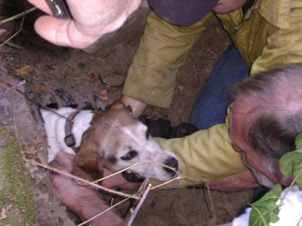 Рятувальники в Івано-Франківську звільнили з “ металевого полону”  собаку