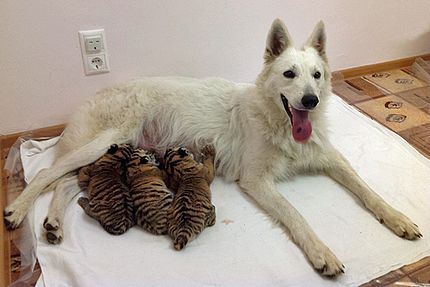 Image result for dog adopts baby tiger cubs