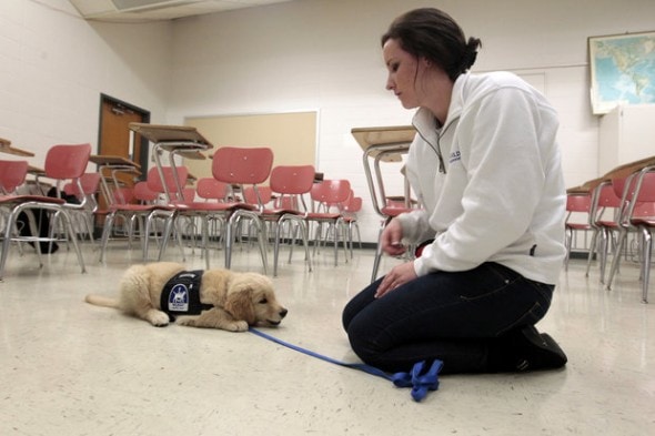 Μία φοβερή είδηση! Φοιτητές εκπαιδεύουν θεραπευτικούς σκύλους...