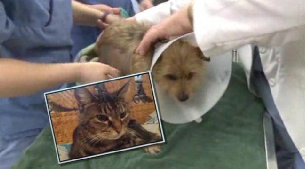 Cat Saves Dog from Dog Attack