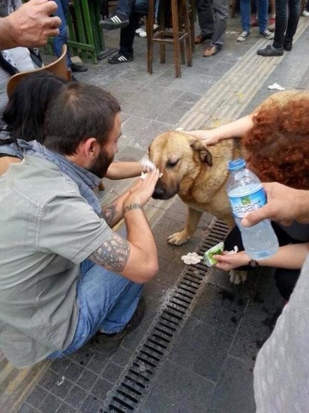 Ακτιβιστικά σκυλιά, Έλληνες και Αρμένιοι...