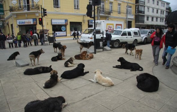 Αδέσποτοι σκύλοι στην Αργεντινή καταδίωξαν βιαστή...