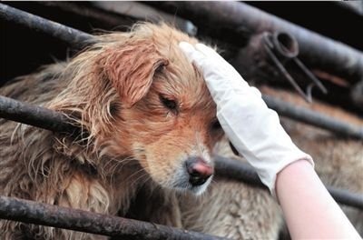 Chinese Police Officer Breaks Laws To Rescue Dogs Life With Dogs