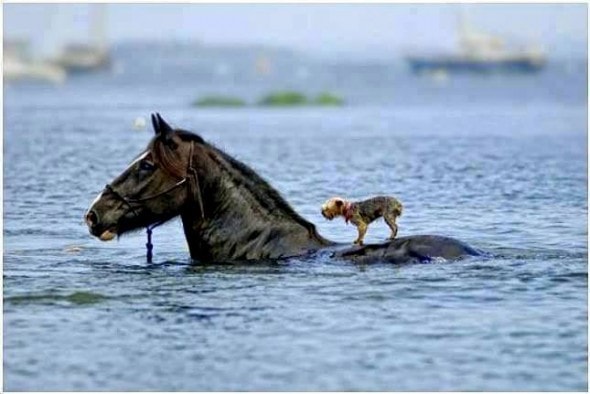 Άλογο σώζει σκύλο...
