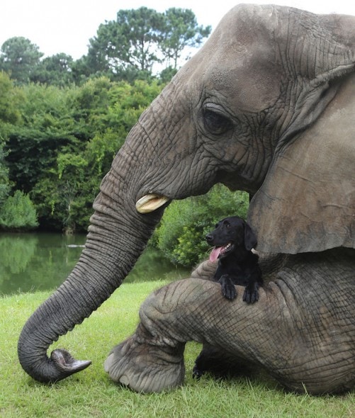 http://www.lifewithdogs.tv/wp-content/uploads/2013/09/9.17.13-Dog-Elephant3-501x590.jpg