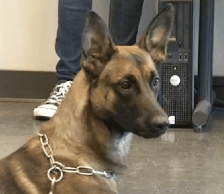 What are some popular names for police dogs?