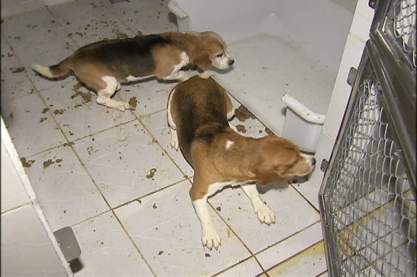 Ακτιβιστές ελευθέρωσαν σκύλους-πειραματόζωα στην Βραζιλία...