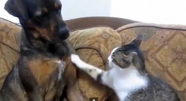 10.2.13-Cutest-Dog-and-Cat-Fight.jpg