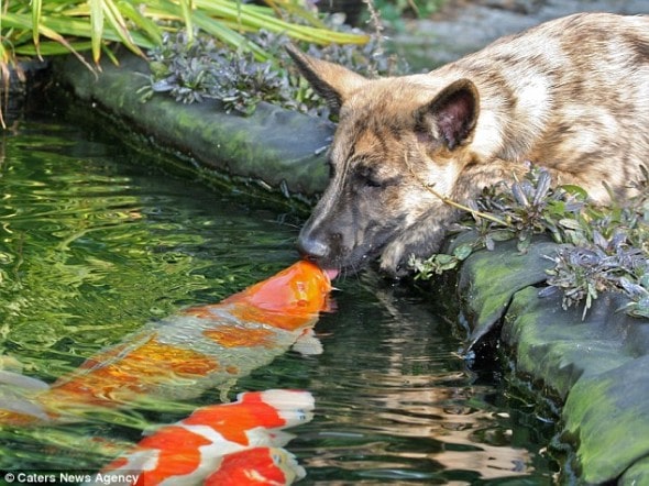 11.21.13-Dog-Koi2-590x442.jpg