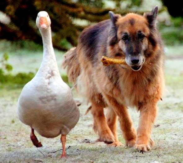 11.29.13 - Dangerous Dog & Goose4