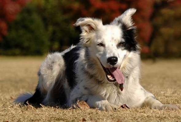 Border Collie Knows Impressive 1,000 Words | Life With Dogs