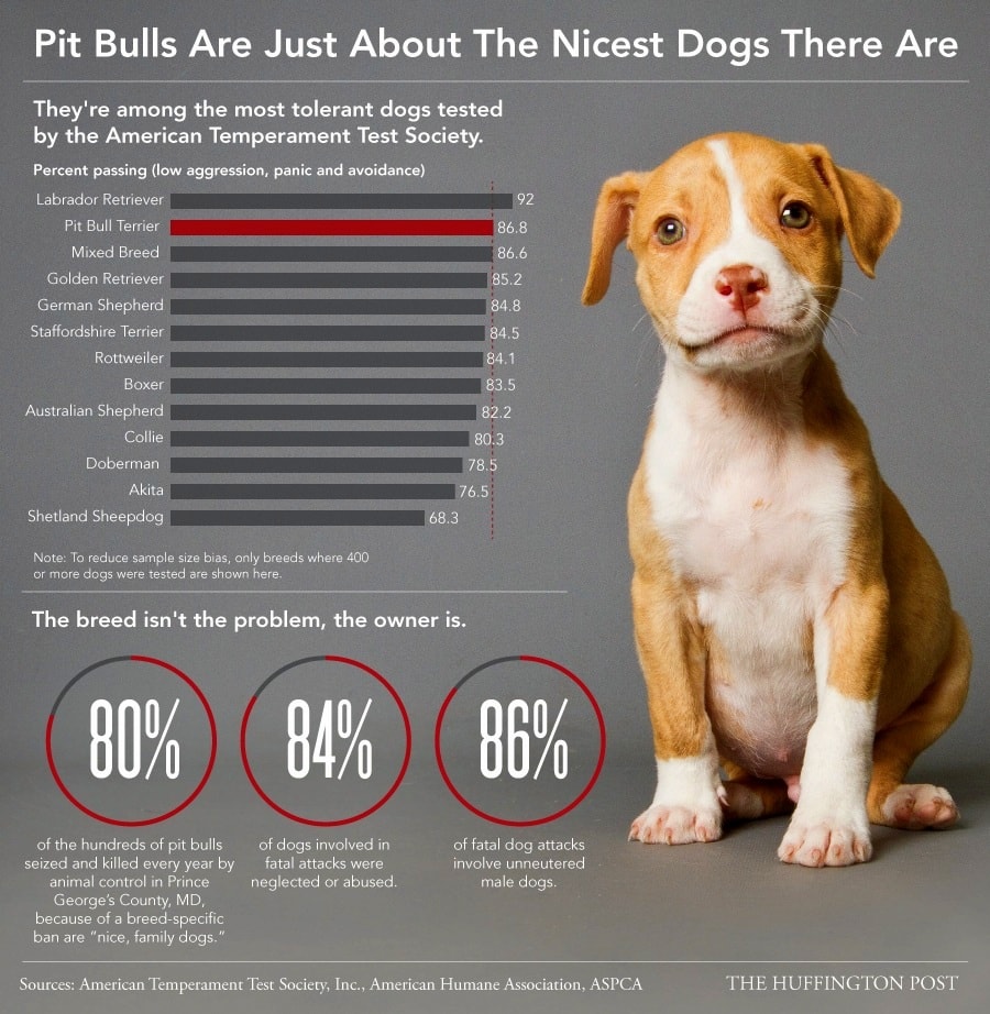 Pit Bulls Are Just About the Nicest 