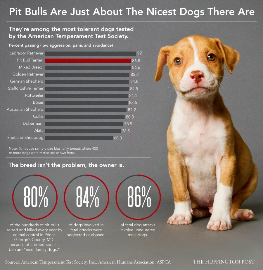 pit bulls nanny breed