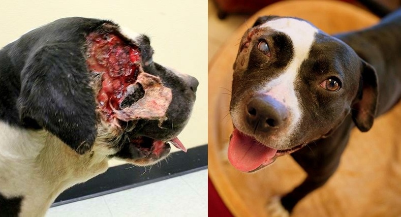 Mauled Dog Rescued, Recovers & Is Ready for a Home