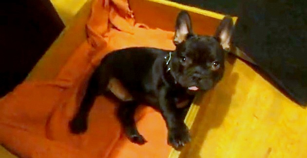 puppy bedtime asked him to go to bed but how this puppy answers back aww puppy bedtime asked him to go to bed but how this puppy answers back aww