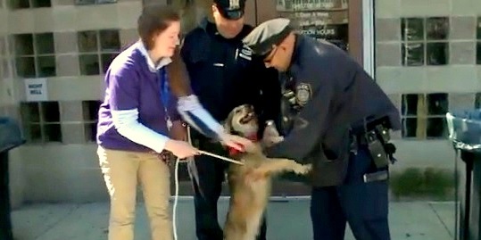 Stray Dog Races Busy NYC Train &amp; Gets Rescued