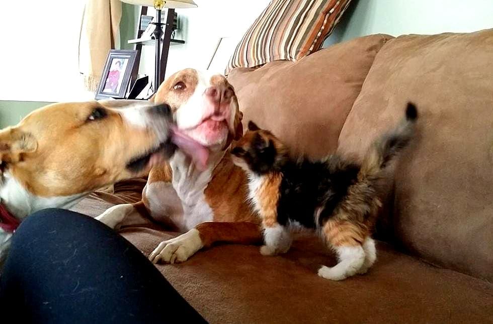 http://www.lifewithdogs.tv/wp-content/uploads/2014/05/5.8.14-Kitten-Thinks-Shes-a-Pit-Bull2.jpg