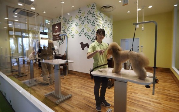 6.12.14 - First Elderly Dog Retirement Home Opens in Japan