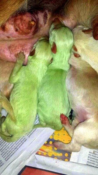 6.12.14 - Puppies Born with Green Fur2