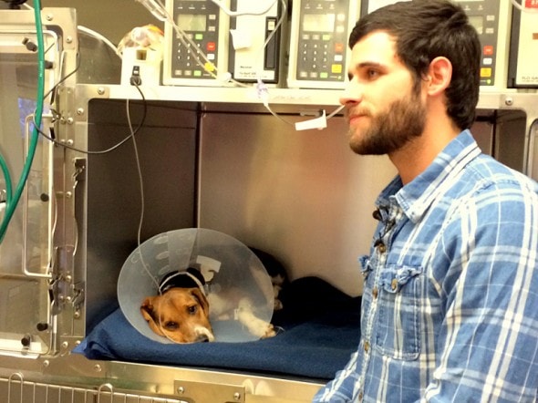 6.13.14 - Army Vet Rescues Beagle Hit by Car & Left to Die4