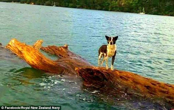 6.14.14 - New Zealand Navy Rescues Dog Stranded at Sea2