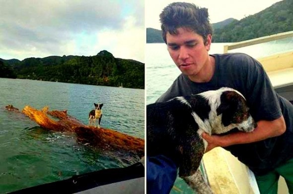 6.14.14 - New Zealand Navy Rescues Dog Stranded at Sea3
