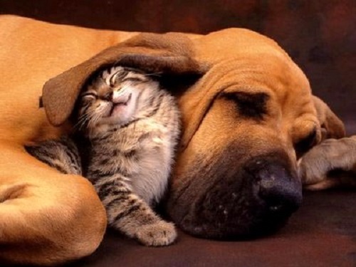 40 Dogs and Cats Who Just Love to Cuddle