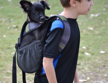 dog backpack carrier for bike riding