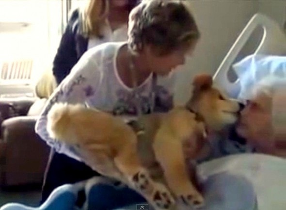7.18.14 - 19-Year-Old Therapy Dog Gives Meaning to Dying Woman