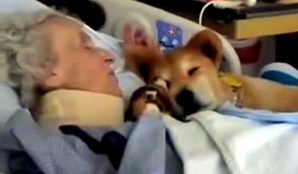 7.18.14 - 19-Year-Old Therapy Dog Gives Meaning to Terminal Patients2