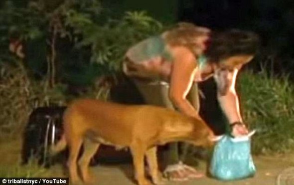 7.18.14 - Dog Travels Eight Miles Each Night to Feed Her Friends3