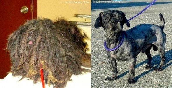 7.24.14 - Before and After - Four Pounds of Fur3