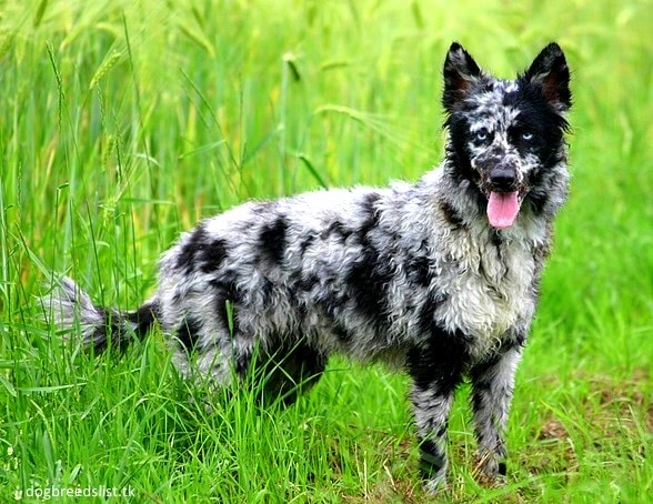 13 Coolest-Looking Dog Breeds - LIFE 