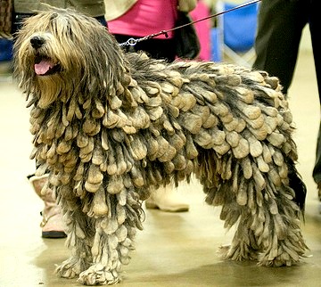 really cool dog breeds