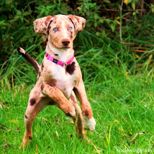 What is a blue tick heeler?