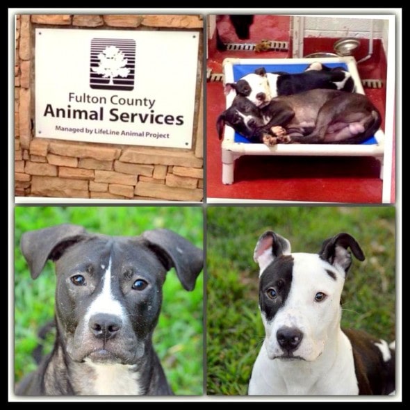 7.27.14 - Dogs Who Found Love at Shelter Get Adopted Together4