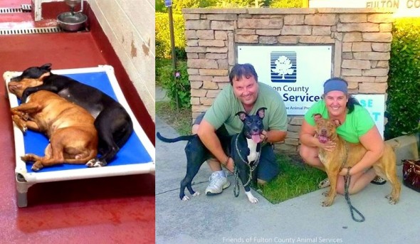 7.27.14 - Dogs Who Found Love at Shelter Get Adopted Together6