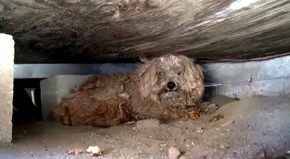 7.31.14 - Dog Lives Under Shed for Year After Owner Dies1