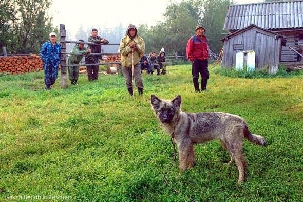 8.15.14 - Puppy Saves Toddler Lost in Siberian Wilderness for 11 Days1