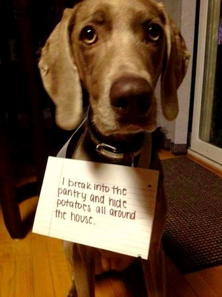 8.21.14 - Best Dog Shaming Photos8